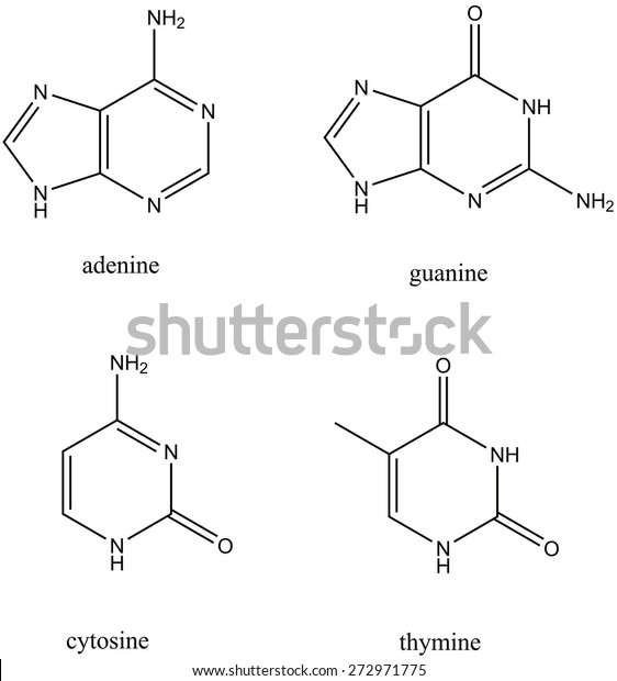 Molecular Structures Dna Base Pairs Adenine のイラスト素材