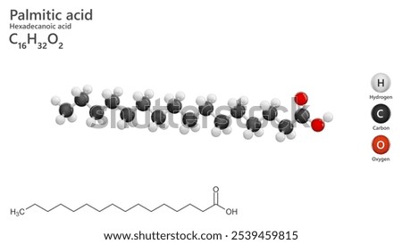 Molecule: Palmitic acid or hexadecanoic acid. Palm oil. Molecular structure. Formula: C16H32O2. Chemical model: Ball and stick. White background. 3D illustration.