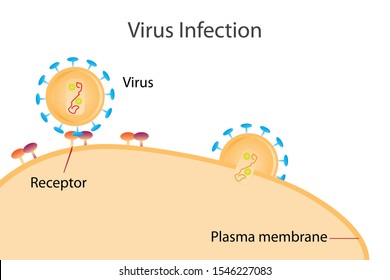 Molecule Of Virus Infect DNA Or Gene To Plasma Membrane Of Host Cell Using Receptor Pathway