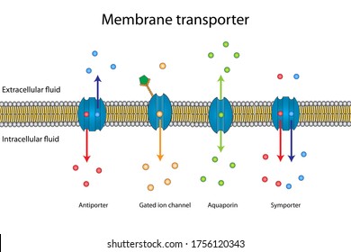 Molecules or ions across the lipid bilayer membrane to intracellular fluid of cell by using many pathway including symporter, antiporter, aquaporin and gated ions as the cannel protein