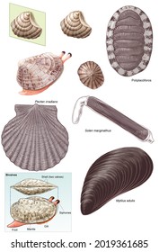 2,964 Cephalopoda Images, Stock Photos & Vectors | Shutterstock