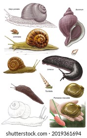 72,569 Molluscs Images, Stock Photos & Vectors | Shutterstock