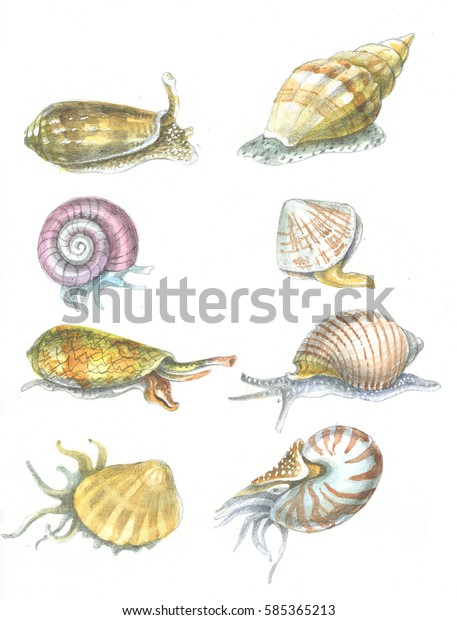 Mollusk Shells Watercolor Drawing Stock Illustration 585365213