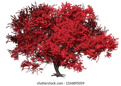 Momiji japanese maple tree with leaves-illustration