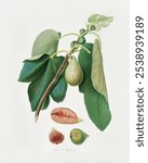 Monaco Fig (Fico della Lunigiana) from Pomona Italiana (1817 - 1839) by Giorgio Gallesio. Vintage Monaco Fig botanical art illustration.