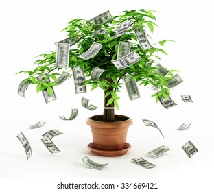 Money Tree In The Pot Isolated On White Background