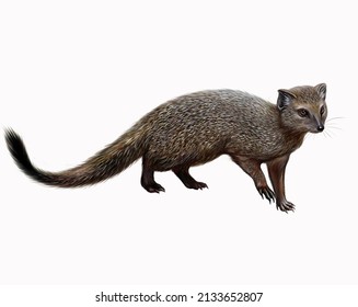 Mongoose (Herpestes), Realistic Drawing Illustration For Animal Encyclopedia, Isolated Image On White Background