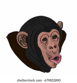 Monkey head