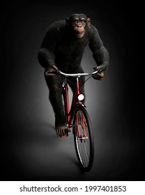 764 Cycle of monkeys Images, Stock Photos & Vectors | Shutterstock