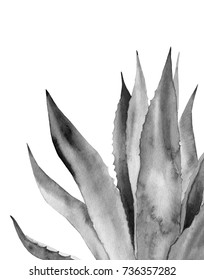 Monochrome Agave Plant. Watercolor Illustration On White. 