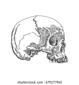Monochrome anatomic drawing skull without lower jaw  white background  Weathered  museum quality  detailed hand drawn illustration  Raster 