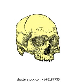 Monochrome anatomic drawing skull without lower jaw  white background  Weathered  museum quality  detailed hand drawn illustration  Raster 