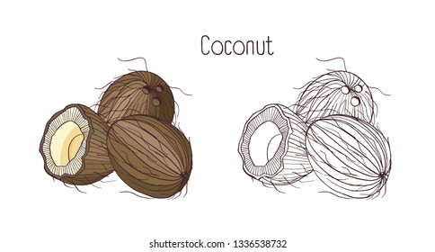 Monochrome contour   colorful drawings coconut  Whole   split in cross section ripe fruit drupe and aromatic flesh isolated white background  Botanical hand drawn  illustration 