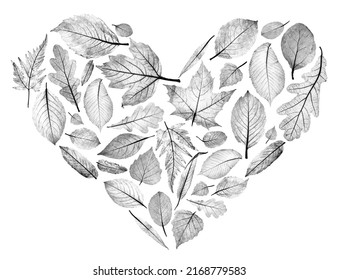 Monochrome Fall Leaf Heart Pencil Illustration, Leaf Stamp Clipart