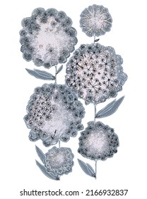 Monochrome Graphic Flowers Dandelion. Floral Pattern For Fabric. 