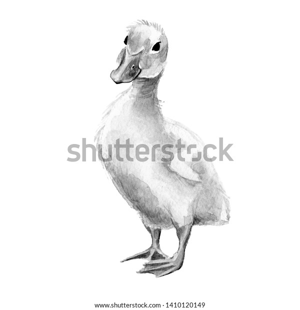 Monochrome Illustration Duckling Watercolor Isolated On Stock ...