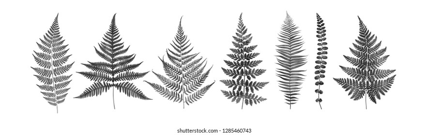 Monochrome set of fern leaves isolated on white background. Watercolor botanical illustration.