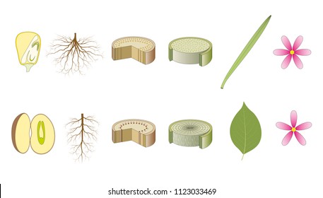 Monocot And Dicot Plants