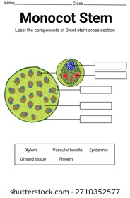 Monocot stem cross section label for education 