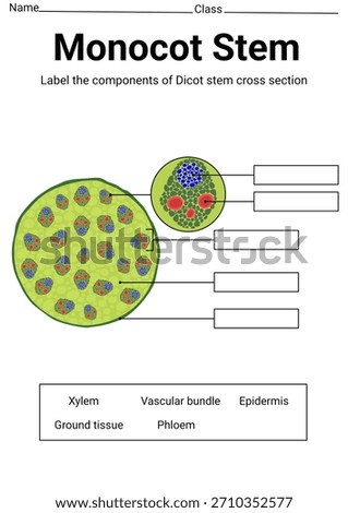 Monocot stem cross section label for education 