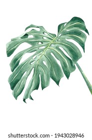 Monstera Deliciosa Leaf On Watercolor 