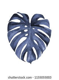 Monstera leaf. Blue leaf. 
Watercolour illustration on white.