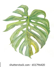 Monstera Leaf. Watercolor Illustration.