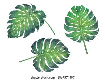 Monstera Leaf Watercolor Painting On White Background.