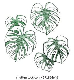Monstera leaves contour painted with watercolor blots set of design elements.