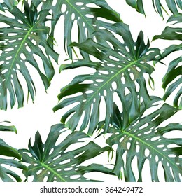 Monstera Palm Leaves On White Background Stock Illustration 364249472 ...