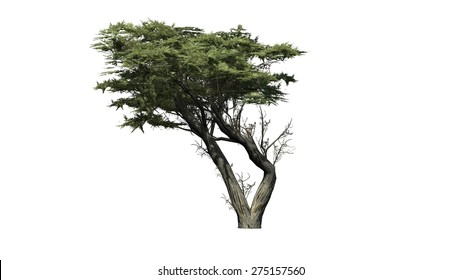 Monterey Cypress - Isolated On White Background