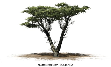 Monterey Cypress - Isolated On White Background