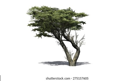 Monterey Cypress - Isolated On White Background