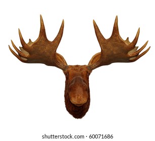 Moose Front View Isolated On White