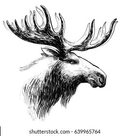 Moose Head