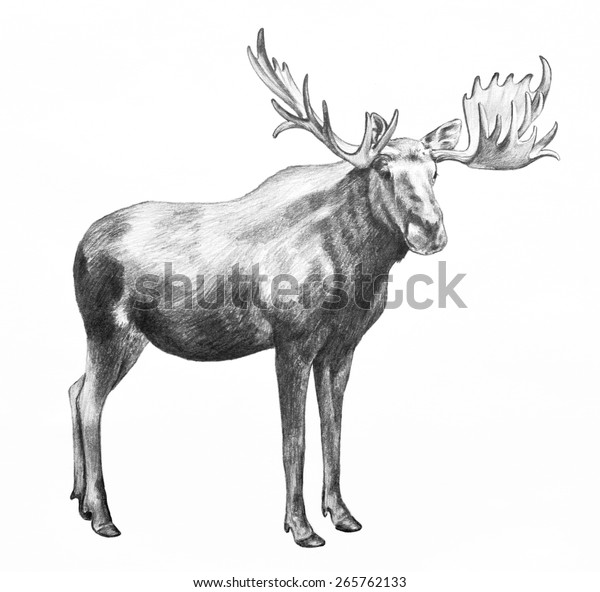 白い背景に手描きの鉛筆スケッチで 横向きのポーズで大きな枝角を持つ大きな野生動物のムースイラスト のイラスト素材