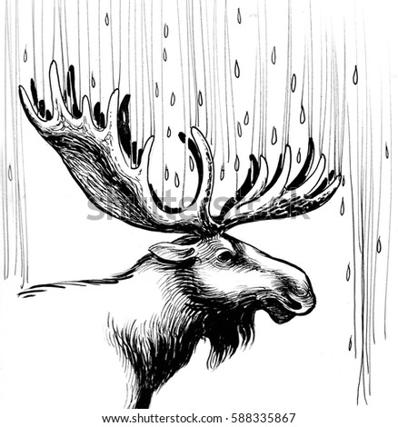 Moose in the rain
