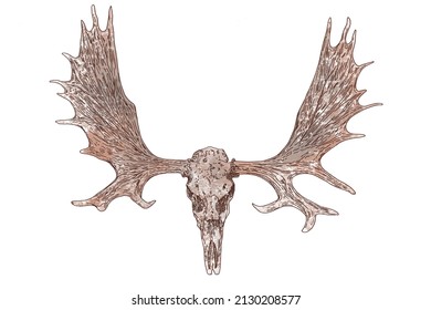 1,954 Skull moose Images, Stock Photos & Vectors | Shutterstock