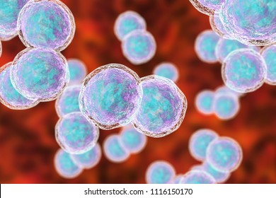 Moraxella Catarrhalis Bacteria, 3D Illustration. Gram-negative Aerobic Bacterium, Diplococcus, 