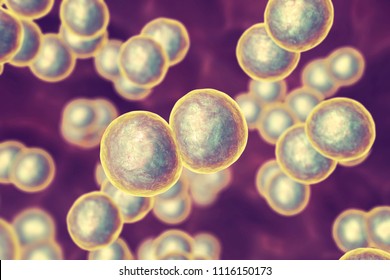 Moraxella Catarrhalis Bacteria, 3D Illustration. Gram-negative Aerobic Bacterium, Diplococcus, 