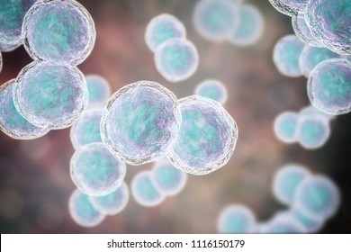 Moraxella Catarrhalis Bacteria, 3D Illustration. Gram-negative Aerobic Bacterium, Diplococcus, 