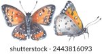 Mormon Metalmark Butterfly. Watercolor hand drawing painted illustration.