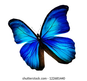 Morpho Blue Turquoise Butterfly Isolated On Stock Illustration ...