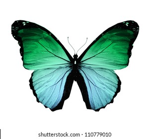 Morpho Green Butterfly , Isolated On White