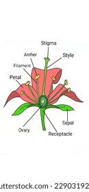 Morphological structure of a flower