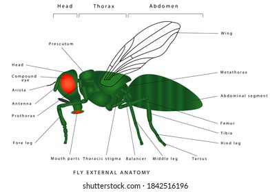 Morphology of a fly (lateral view). Insect - a realistic fly, fly silhouette. Diagram showing parts of fly.