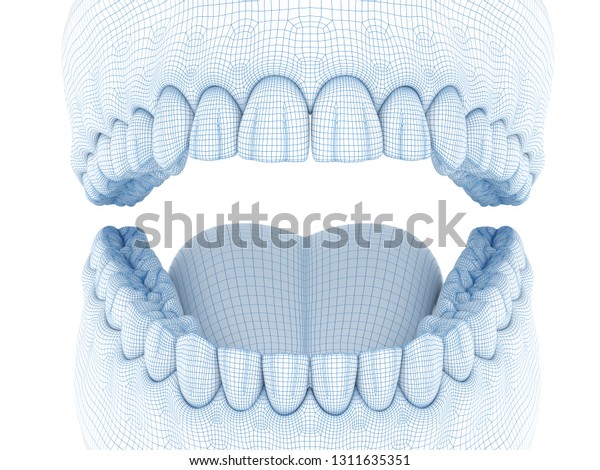 下顎骨ヒト歯茎と歯の形態学 Wire 3dモデルのイラスト のイラスト素材