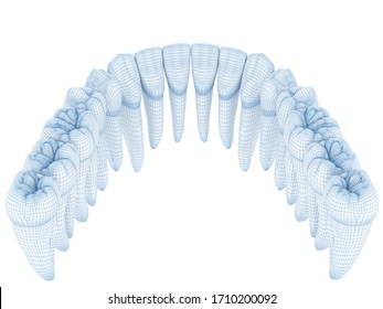 Morphology Mandibular Teeth Wire 3d Model Stock Illustration 1710200092