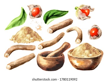 Mortar, Ashwagandha powder, Root, leaves and berries or Withania somnifera, Indian ginseng, poison gooseberry or winter cherry set. Hand drawn watercolor illustration  isolated on white background