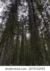 Moss-Covered Forest of Towering Pines